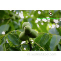 Walnut Kernel Light Helften zonder schaal Walnoot